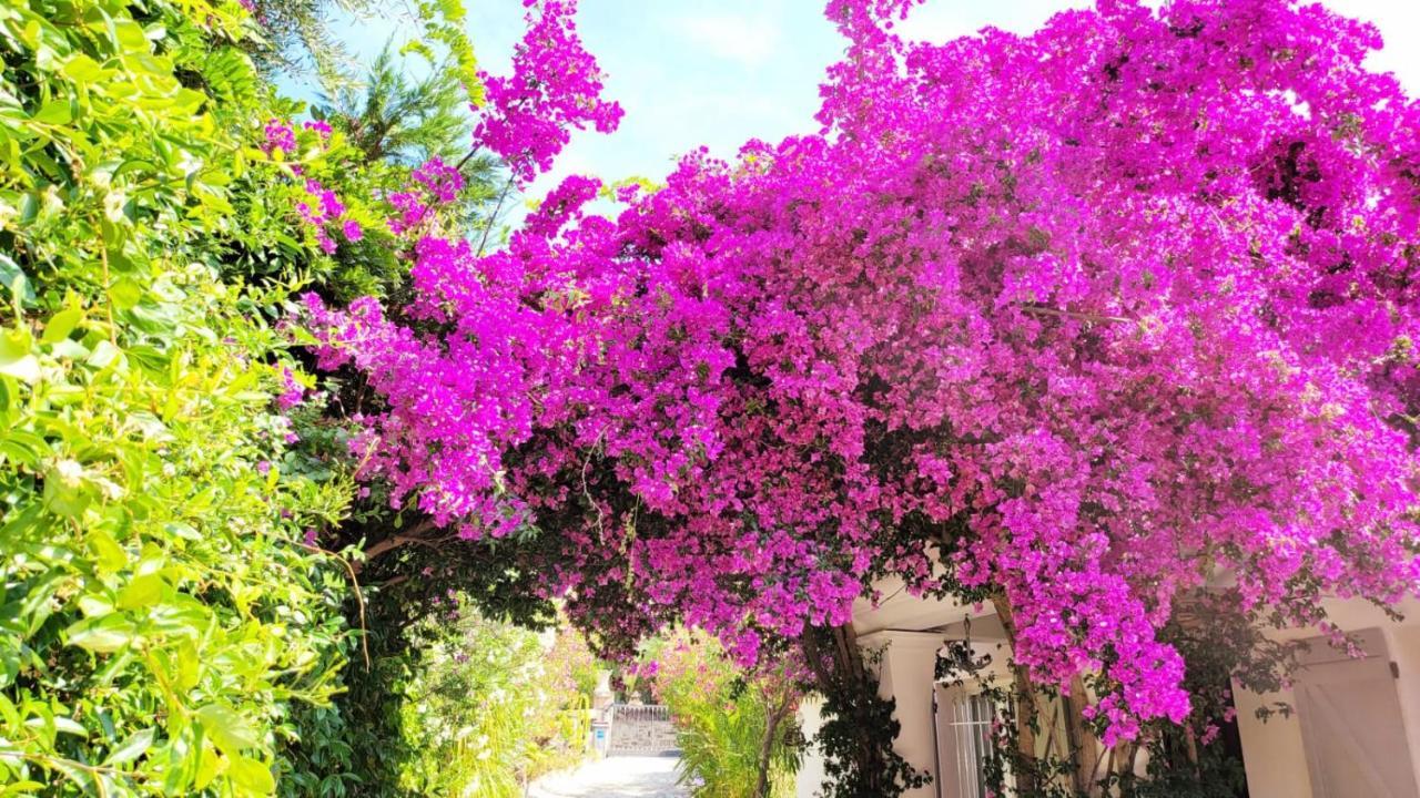 Villa Provencale A Sainte Maxime, Golf De Saint Tropez מראה חיצוני תמונה