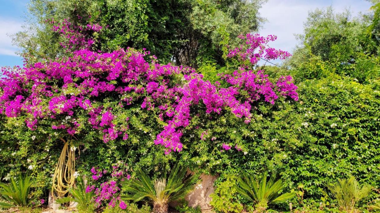 Villa Provencale A Sainte Maxime, Golf De Saint Tropez מראה חיצוני תמונה